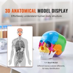 Ihmisen kallomalli elävänkokoinen PVC-muovinen 22 osaa maalattu irrotettava opetuskäyttöön