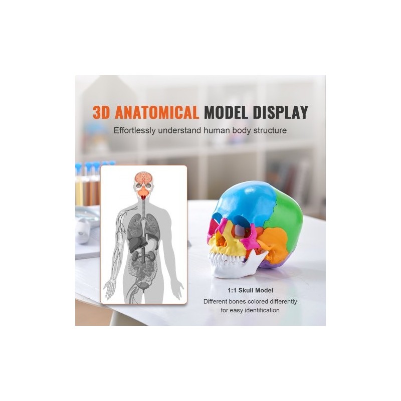 Ihmisen kallomalli elävänkokoinen PVC-muovinen 22 osaa maalattu irrotettava opetuskäyttöön