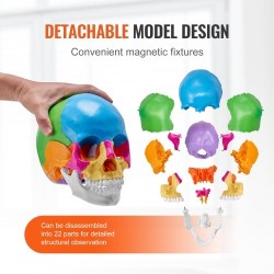 Ihmisen kallomalli elävänkokoinen PVC-muovinen 22 osaa maalattu irrotettava opetuskäyttöön