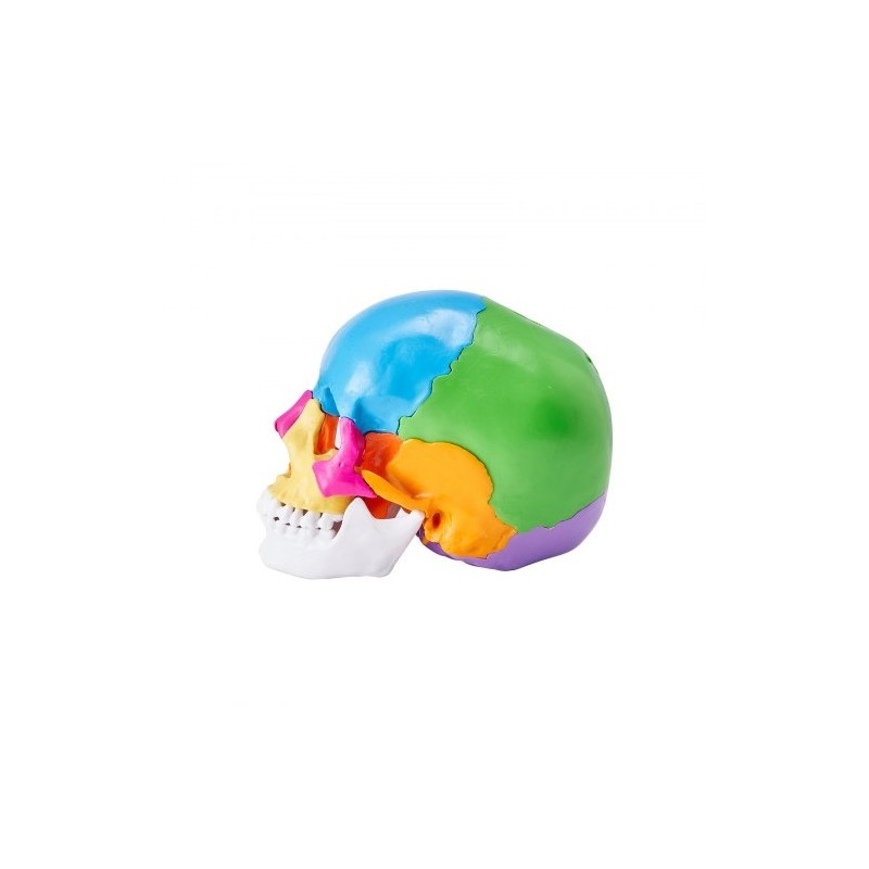 Ihmisen kallomalli elävänkokoinen PVC-muovinen 22 osaa maalattu irrotettava opetuskäyttöön