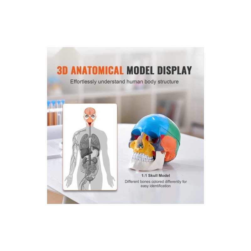 Ihmisen kallomalli elävänkokoinen muovinen kolmiosainen maalattu opetukseen tutkimukseen opiskeluun