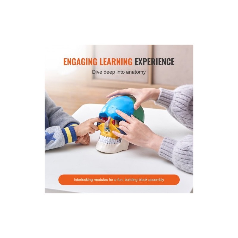 Ihmisen kallomalli elävänkokoinen muovinen kolmiosainen maalattu opetukseen tutkimukseen opiskeluun