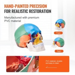 Ihmisen kallomalli elävänkokoinen muovinen kolmiosainen maalattu opetukseen tutkimukseen opiskeluun