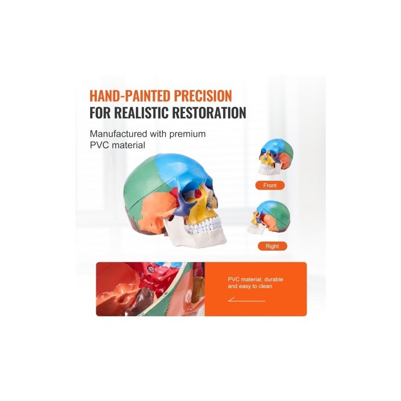 Ihmisen kallomalli elävänkokoinen muovinen kolmiosainen maalattu opetukseen tutkimukseen opiskeluun