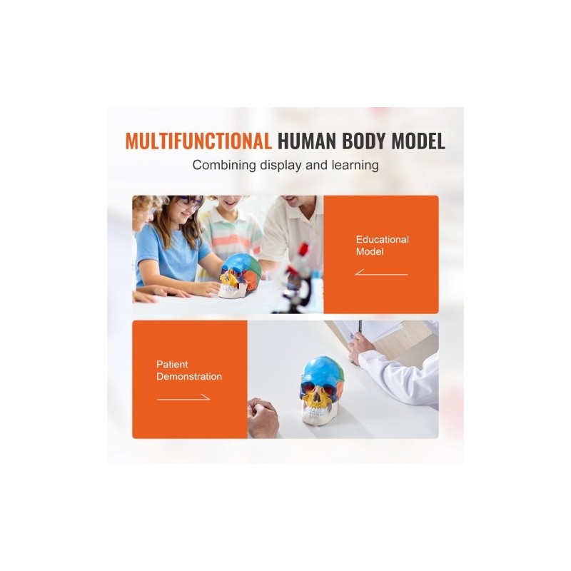 Ihmisen kallomalli elävänkokoinen muovinen kolmiosainen maalattu opetukseen tutkimukseen opiskeluun