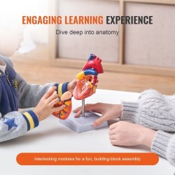 Sydänmalli PVC-muovinen 1:1 elävänkokoinen 2-osainen numeroitu opetukseen magneetilla kiinnittyvä jalustalla