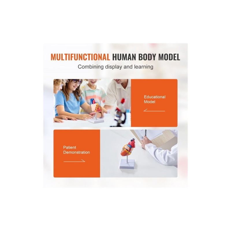 Sydänmalli PVC-muovinen 1:1 elävänkokoinen 2-osainen numeroitu opetukseen magneetilla kiinnittyvä jalustalla