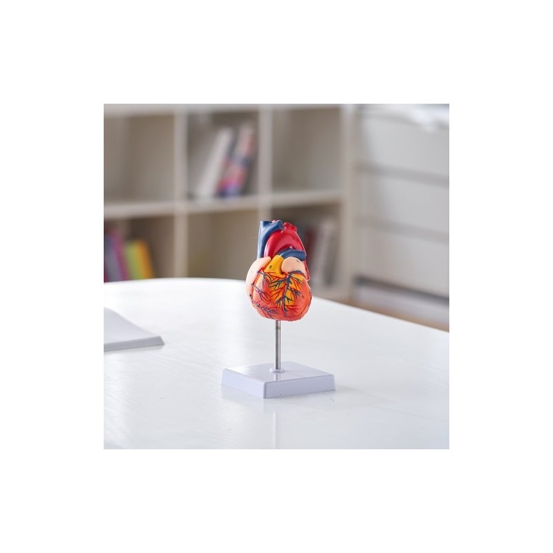Sydänmalli PVC-muovinen 1:1 elävänkokoinen 2-osainen numeroitu opetukseen magneetilla kiinnittyvä jalustalla