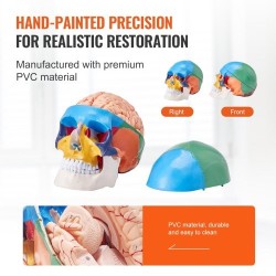 Ihmisen kallomalli elävänkokoinen PVC-muovinen kolmiosainen kallo kahdeksanosainen aivomalli opetukseen