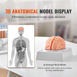 Aivomalli PVC-muovinen elämänkokoinen yhdeksänosainen irrotettavat osat esittelyjalusta selkeillä merkinnöillä
