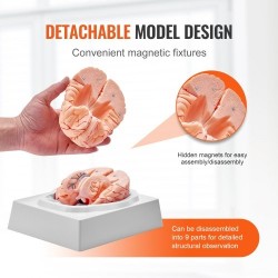 Aivomalli PVC-muovinen elämänkokoinen yhdeksänosainen irrotettavat osat esittelyjalusta selkeillä merkinnöillä