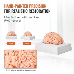 Aivomalli PVC-muovinen elämänkokoinen yhdeksänosainen irrotettavat osat esittelyjalusta selkeillä merkinnöillä