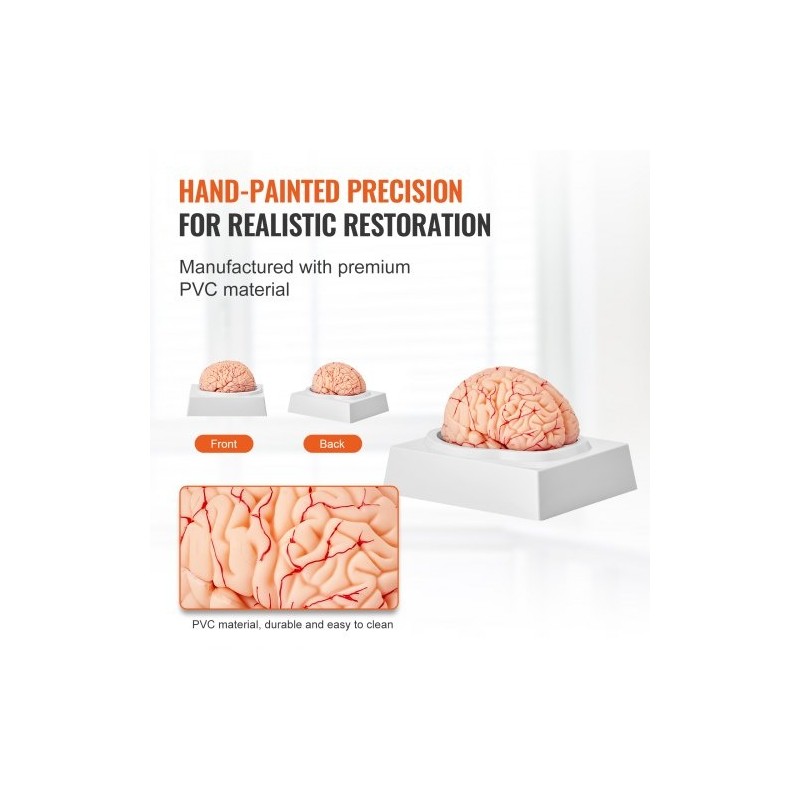 Aivomalli PVC-muovinen elämänkokoinen yhdeksänosainen irrotettavat osat esittelyjalusta selkeillä merkinnöillä