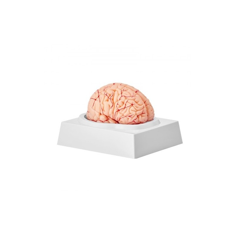 Aivomalli PVC-muovinen elämänkokoinen yhdeksänosainen irrotettavat osat esittelyjalusta selkeillä merkinnöillä