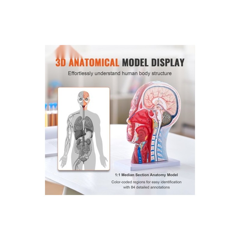 Pään ja kaulan puolikas anatomiamalli 1:1 PVC hermot verisuonet lihakset opetukseen