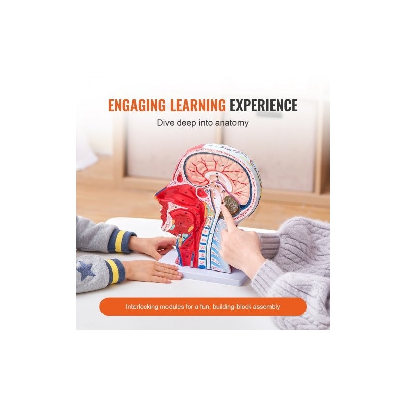 Pään ja kaulan puolikas anatomiamalli 1:1 PVC hermot verisuonet lihakset opetukseen