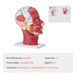 Pään ja kaulan puolikas anatomiamalli 1:1 PVC hermot verisuonet lihakset opetukseen