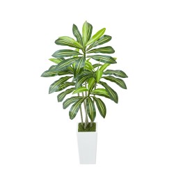 Tekodracaena 1524 mm korkea PE-lehdillä valkoinen ruukku 1 kpl sisäkäyttöön