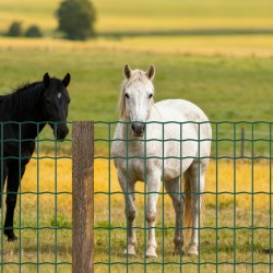 Maatalousverkko galvanoidusta rautalangasta PVC-pinnoitteella 1 x 20 m 4 x 4 tuumaa