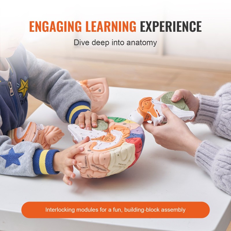 Aivomalli muovinen kahdenkertainen neliosainen värikoodattu jalustalla opetukseen