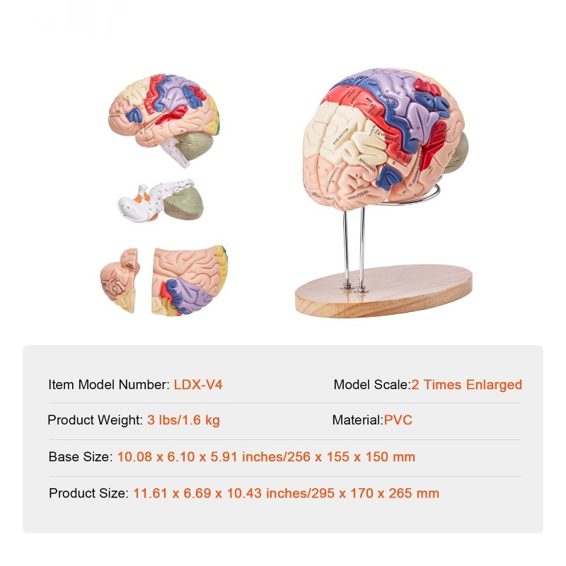 Aivomalli muovinen kahdenkertainen neliosainen värikoodattu jalustalla opetukseen