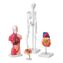 Ihmisen anatomiamallit 4 osainen PVC muovi setti aivot vartalo sydän luuranko