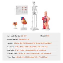 Ihmisen anatomiamallit 4-osainen PVC-muovi setti aivot vartalo sydän luuranko