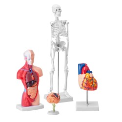 Ihmisen anatomiamallit 4-osainen PVC-muovi setti aivot vartalo sydän luuranko
