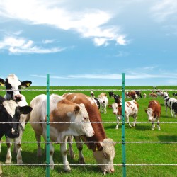 Sähköaidan polyjohto 800 m polyeteeni 9 metallisäiettä muovikela naudoille ja hevosille