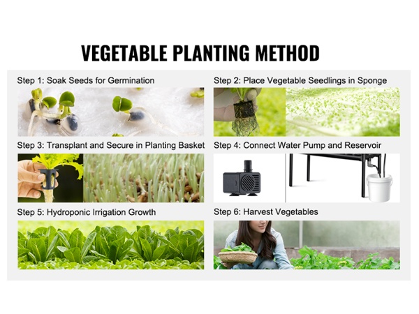 Korit ja sienet taimille